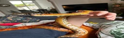 Corn Snake reptiles for sale: 5yo corn with vivarium - PRICE NEGOTIABLE - Advert 3