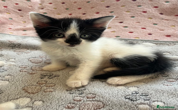Mixed Breed cats - Advert 8
