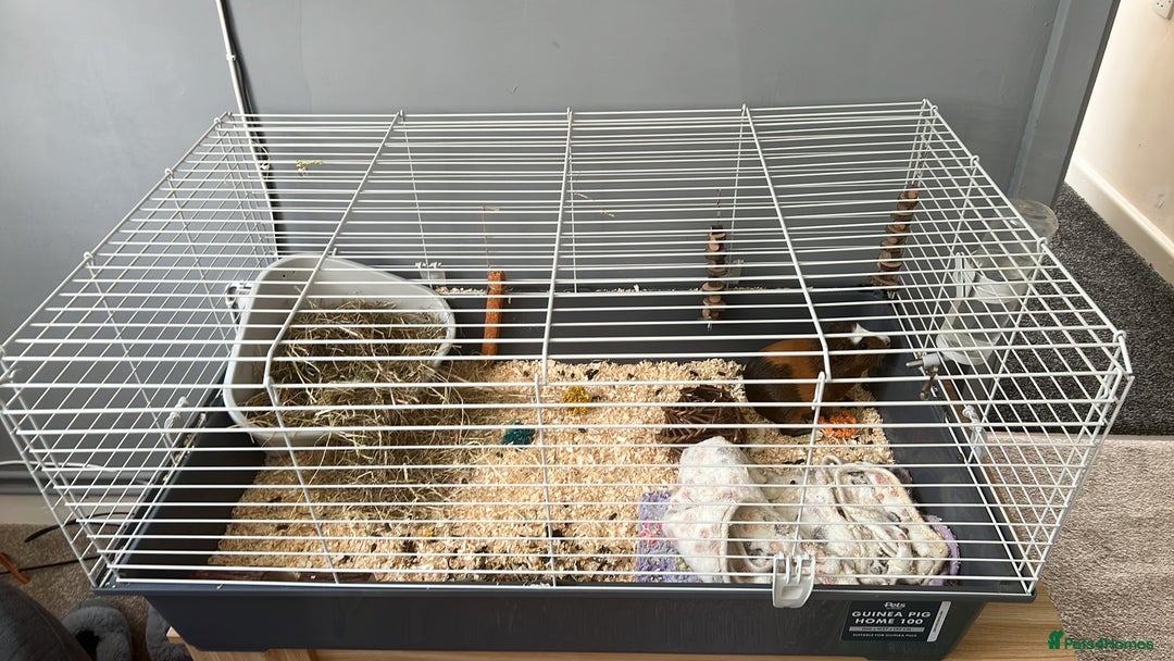 Guinea Pig rodents for sale: Harriet  - Image 2