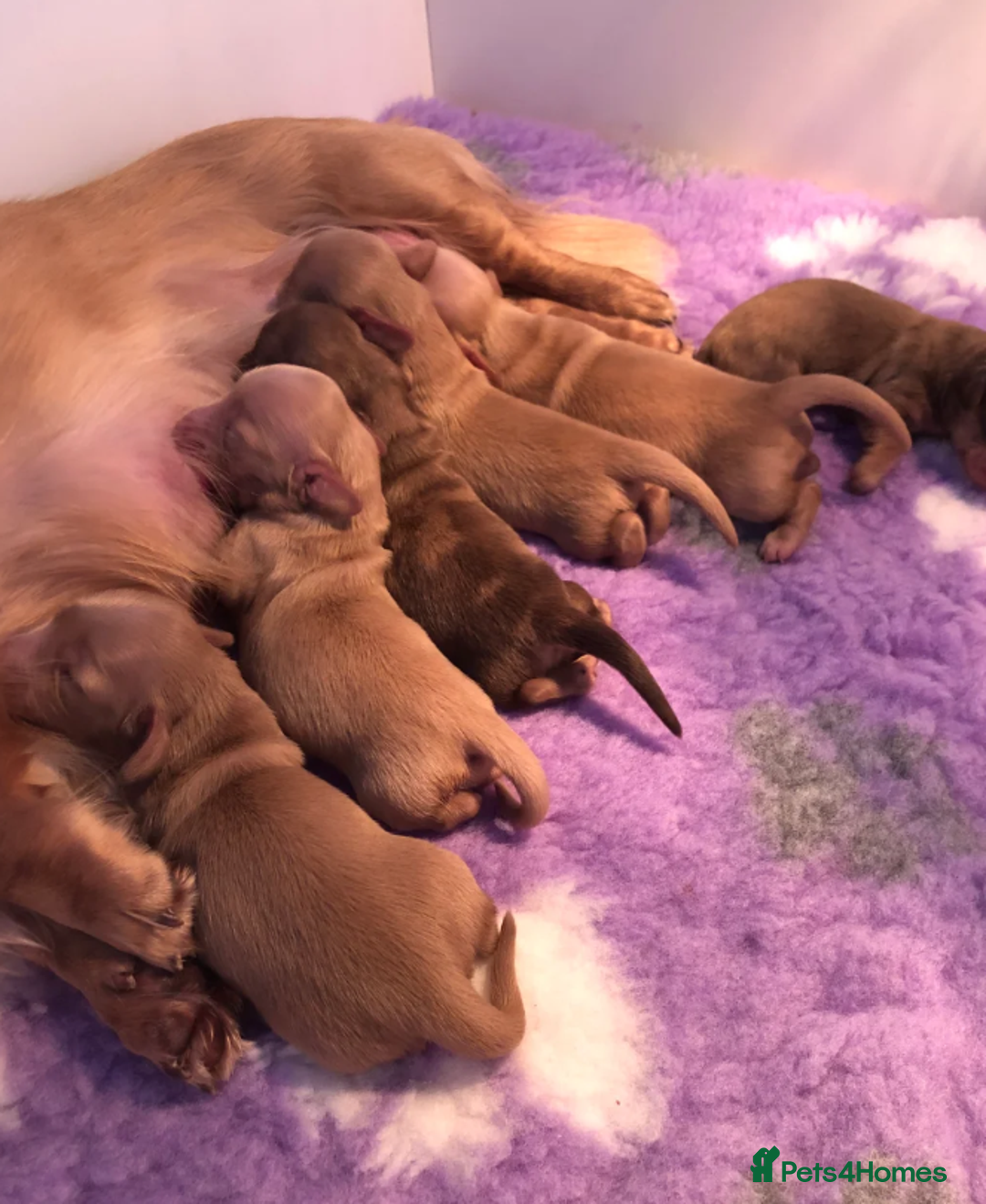 Miniature Dachshund dogs for sale: Cream Miniature Long-Haired Dachshund Puppies - Image 1