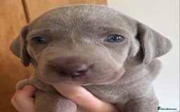 Weimaraner dogs for sale: Stunning Weimareners - Image 2