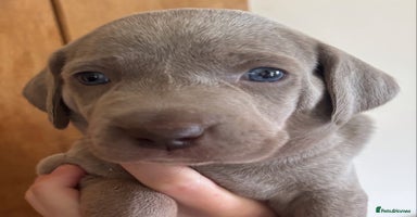 Weimaraner dogs - Advert 2