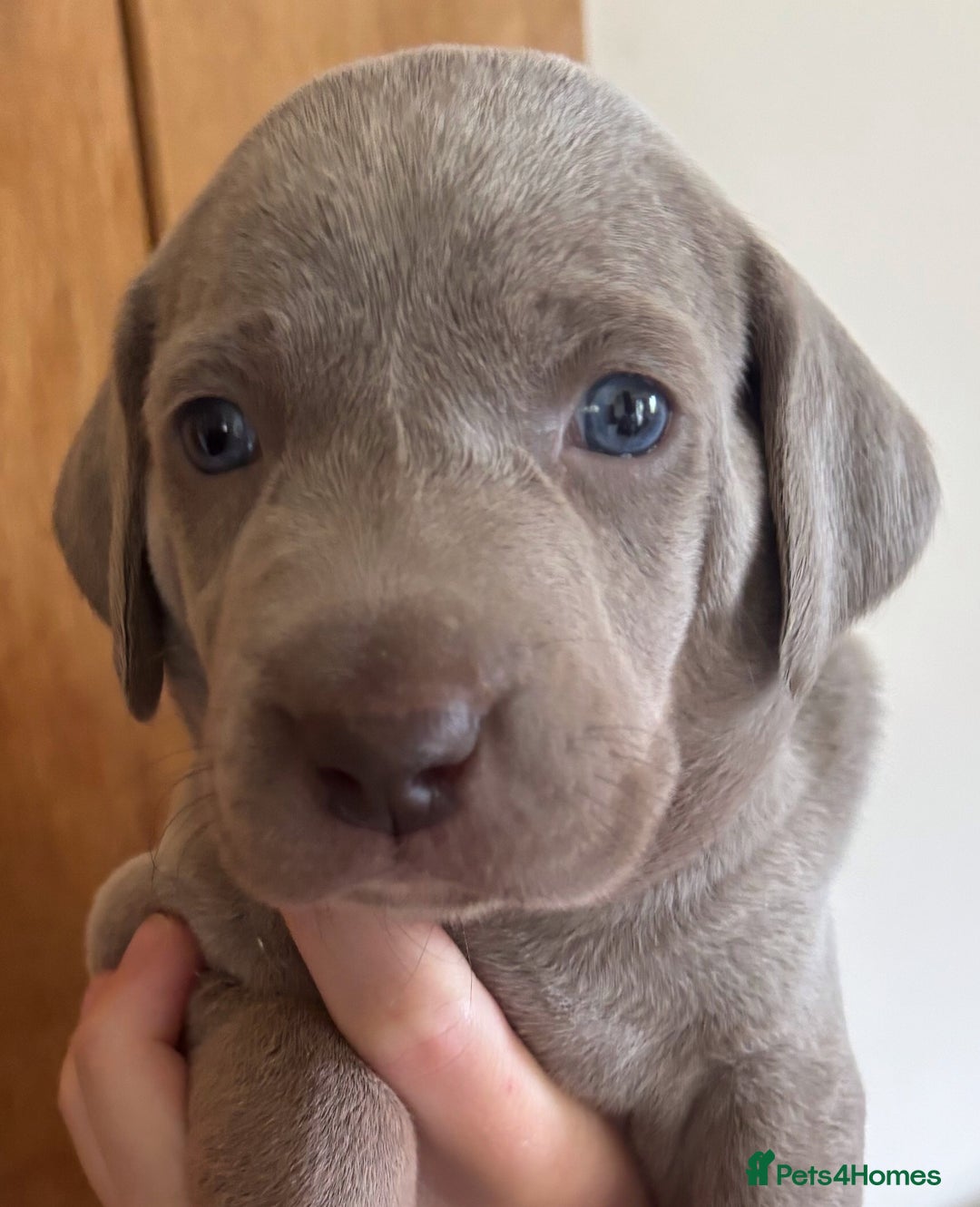 Weimaraner dogs for sale: Stunning Weimareners - Image 2