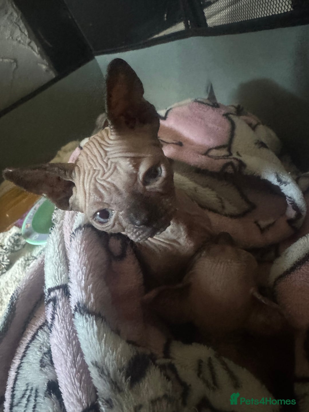 Sphynx cats for sale: 1 female 1 male sphynx kitten - Image 2