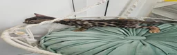 Bengal cats for sale: Stunning Bengal Kittens - Advert 21