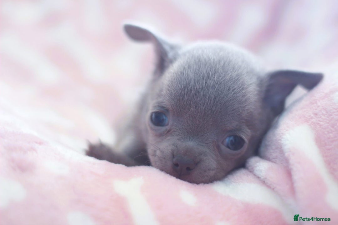 Chihuahua dogs for sale: Kc Registered Quality chihuahua puppies  - Image 1