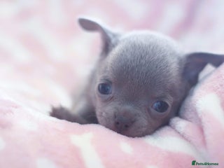Chihuahua dogs - Advert 23