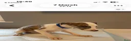 Whippet dogs for sale: Blue whippet pups £650 - Advert 3