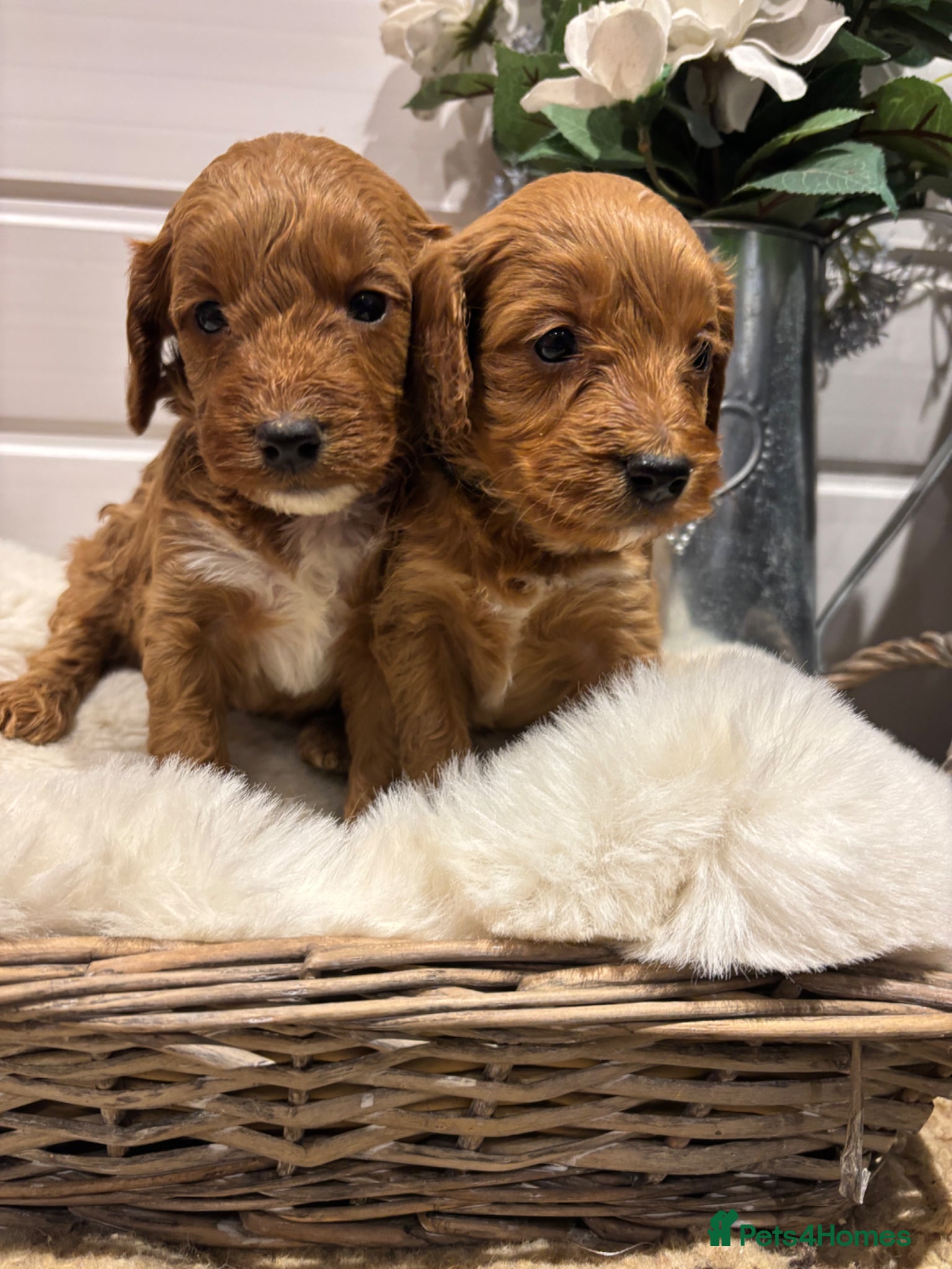 Cockapoo dogs *Hereditary clear Cockapoo Puppies 💜🐶* - Advert 15