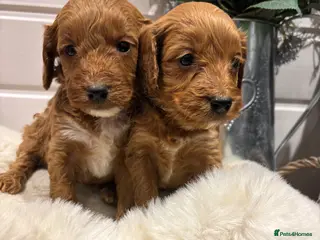 Cockapoo dogs *Hereditary clear Cockapoo Puppies 💜🐶* - Advert 15