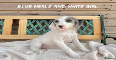 Mixed Breed dogs in Rhayader - Advert 4