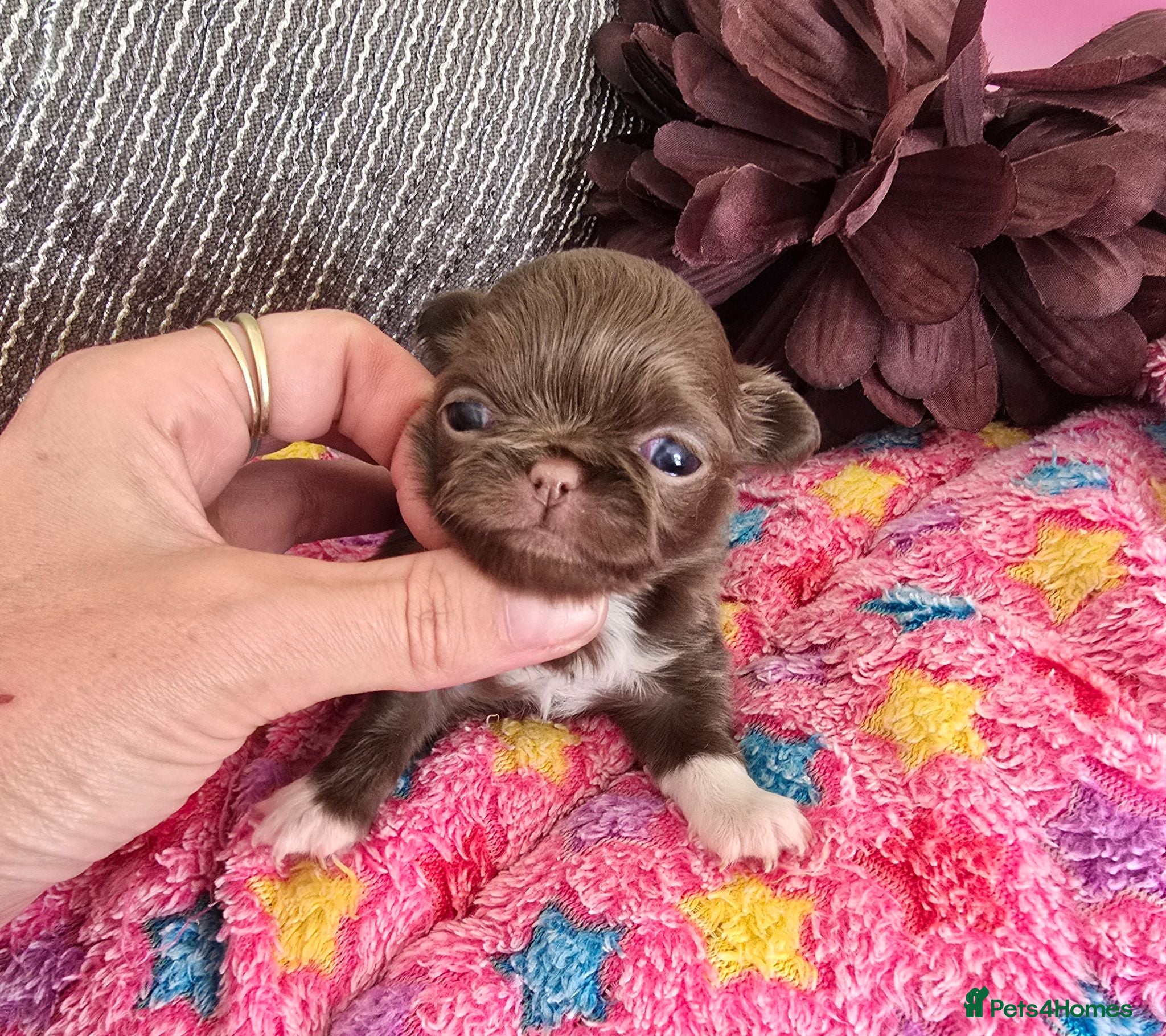 Chihuahua dogs Xx stunning Quality Kc chocolate litter Xx - Advert 1