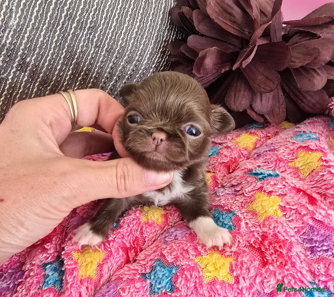 Chihuahua dogs for sale: Xx stunning Quality Kc chocolate litter Xx - Advert 2