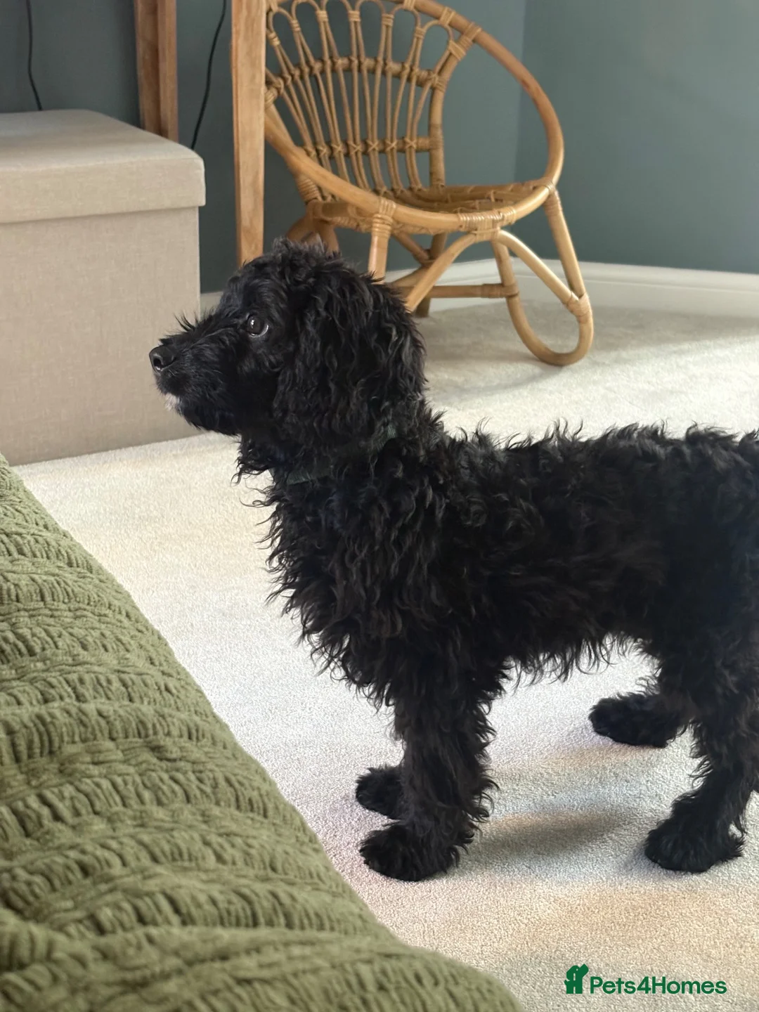 Cavapoo dogs for sale: F1 Cavapoo boy for sale  in Folkestone - Advert 1
