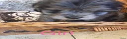 Jackapoo dogs for sale: Mr steven wilson - Advert 9