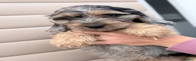 Cockapoo 3