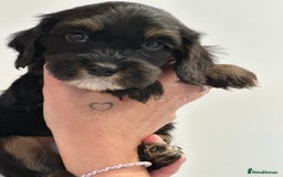 Cockapoo dogs for sale: Cockapoo Puppies for sale - Image 4