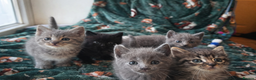 Mixed Breed cats for sale: Beautiful grey, tabby and black kittens  - Advert 1