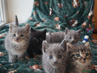 Mixed Breed cats Beautiful grey, tabby and black kittens - Advert 1