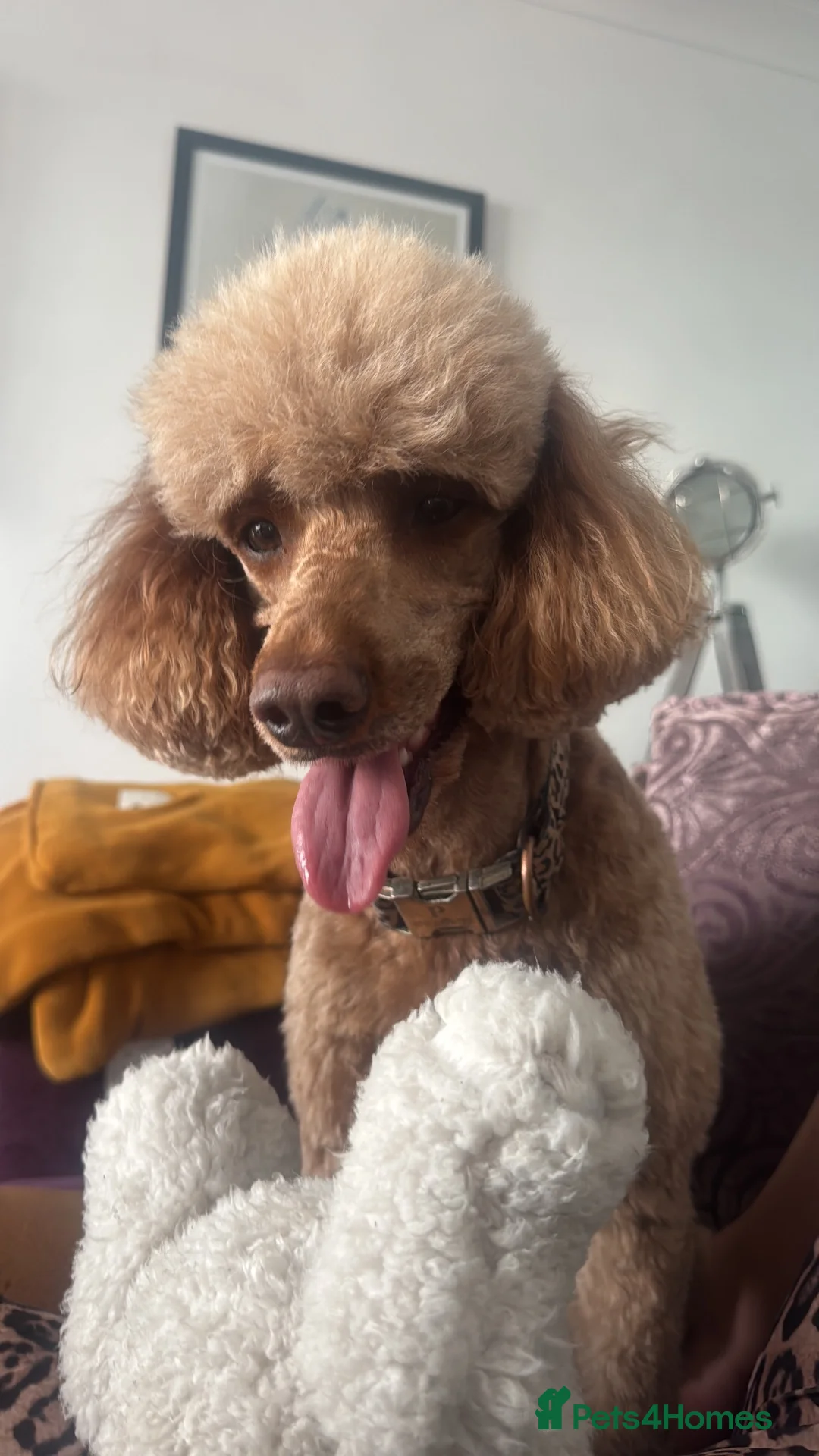 Labradoodle dogs for sale: Rehome needed sadly  - Advert 6