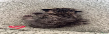  Tabby female 