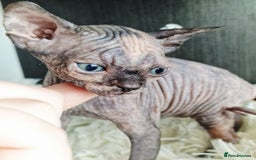 Sphynx cats for sale: Baby sphynx ready for reservation  - Image 12