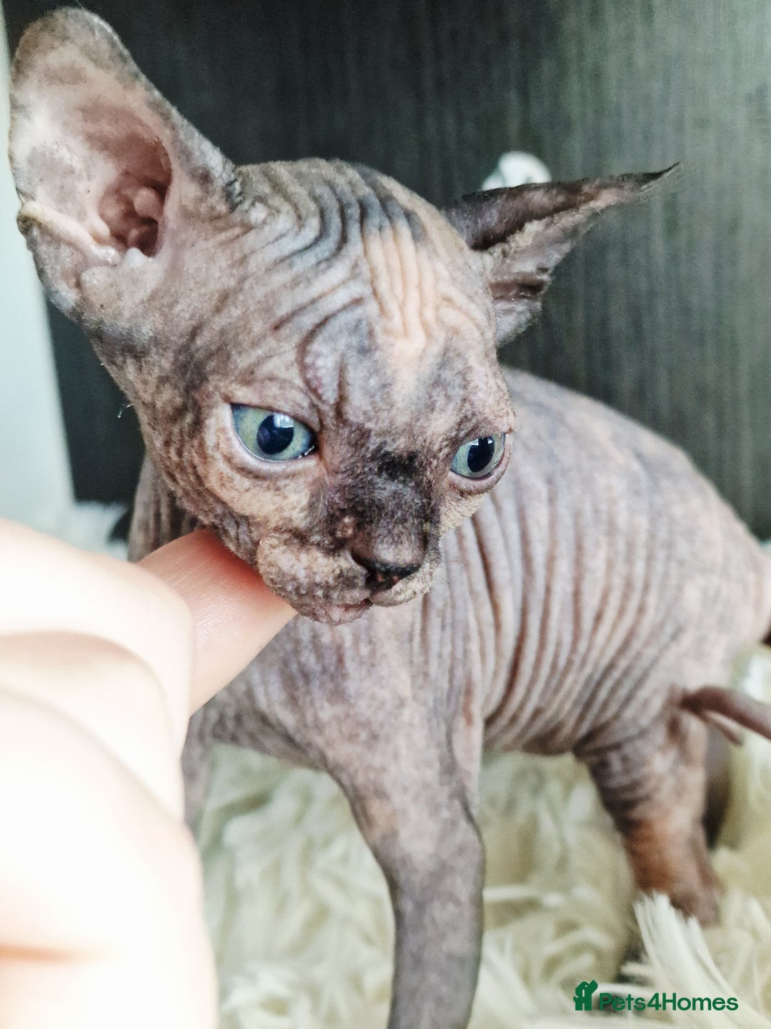 Sphynx cats for sale: Baby sphynx ready for reservation  - Image 12