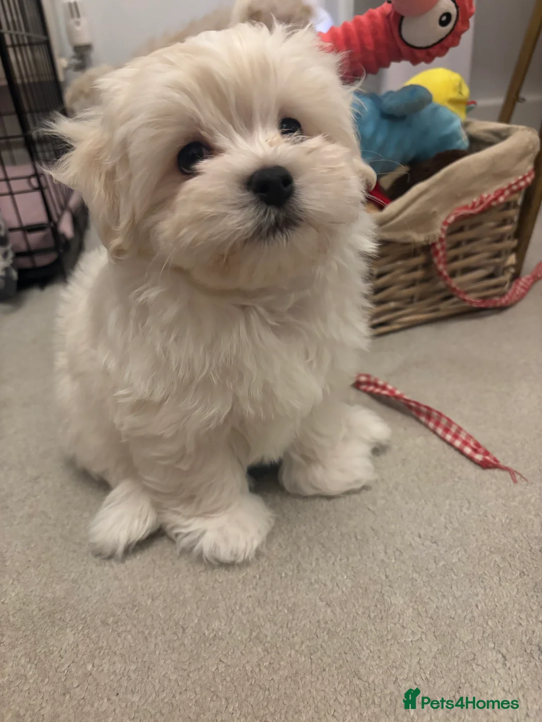 Maltipoo dogs for sale: Maltipoo - Advert 23