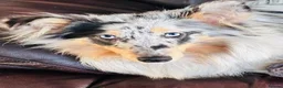 Shetland Sheepdog dogs for sale: Beautiful blue Merle girl Shetland sheepdog  - Advert 6