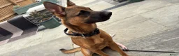 Mixed Breed dogs for sale: Looking for new forever home  - Advert 5