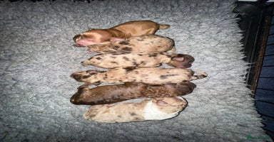 Cockapoo dogs - Advert 13