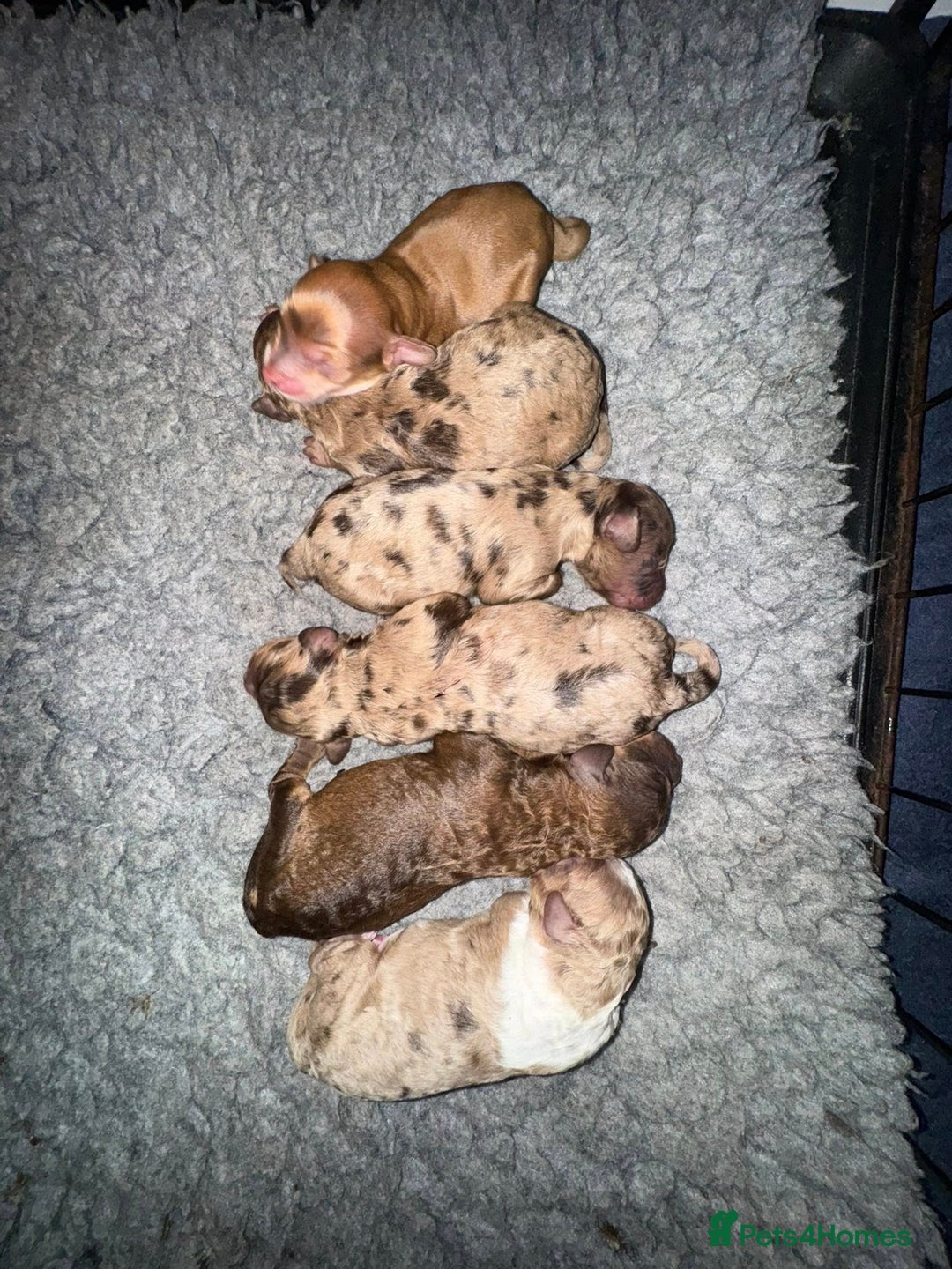 Cockapoo dogs for sale: DNA TESTED cockapoo puppies, ready 25th November - Image 1
