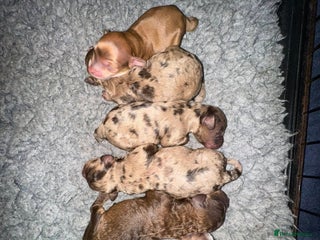 Cockapoo dogs - Advert 15