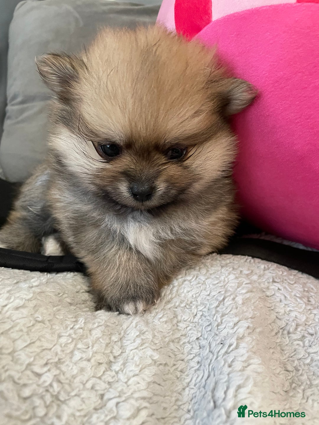 Pomeranian dogs for sale: Beautiful Pomeranian puppies  - Image 7