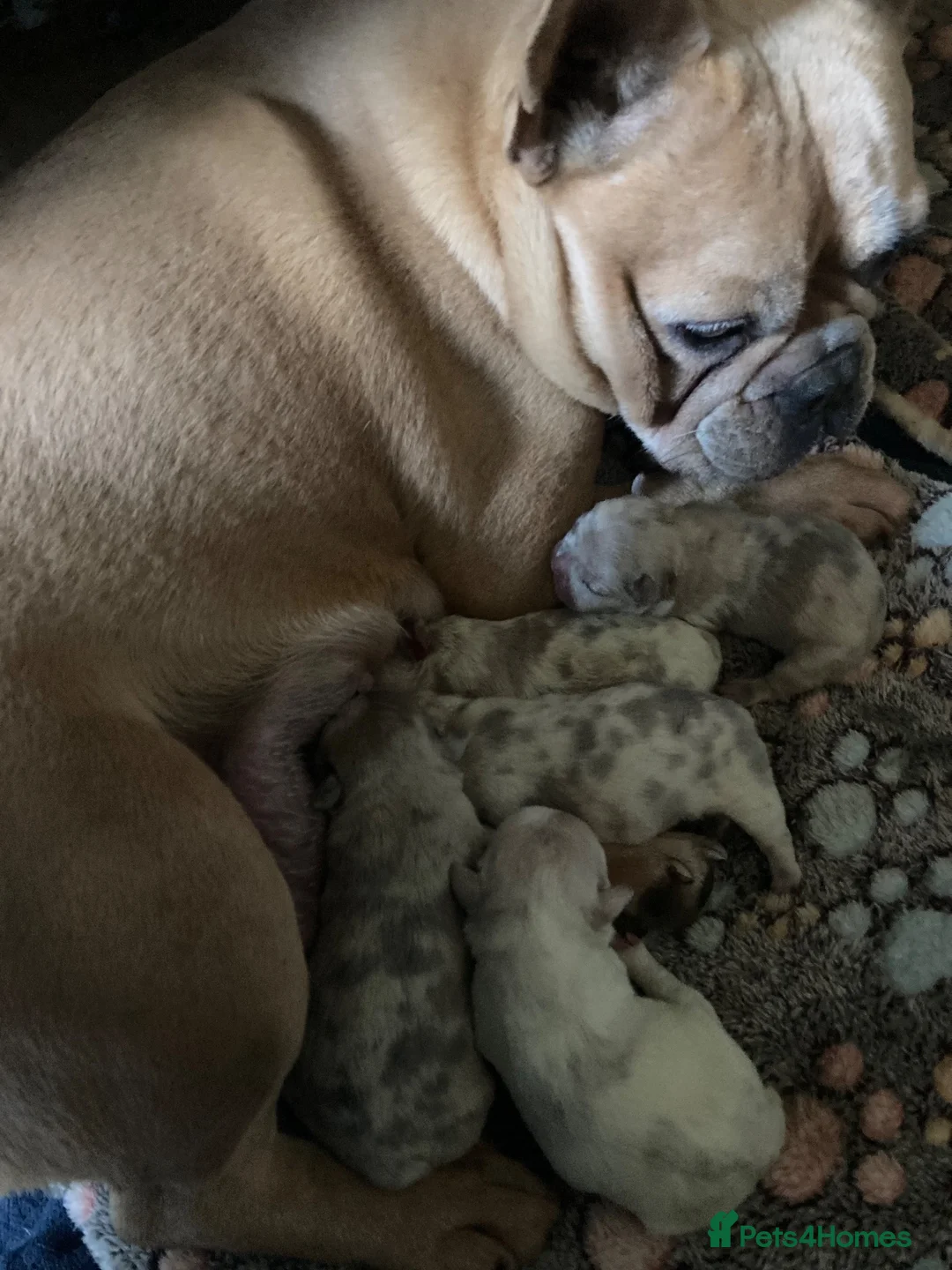 French Bulldog dogs for sale: French Bulldog Puppies - Advert 2