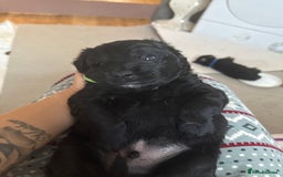 Goldador dogs for sale: Goldador x Labrottie Miniature Puppies for Sale - Advert 8