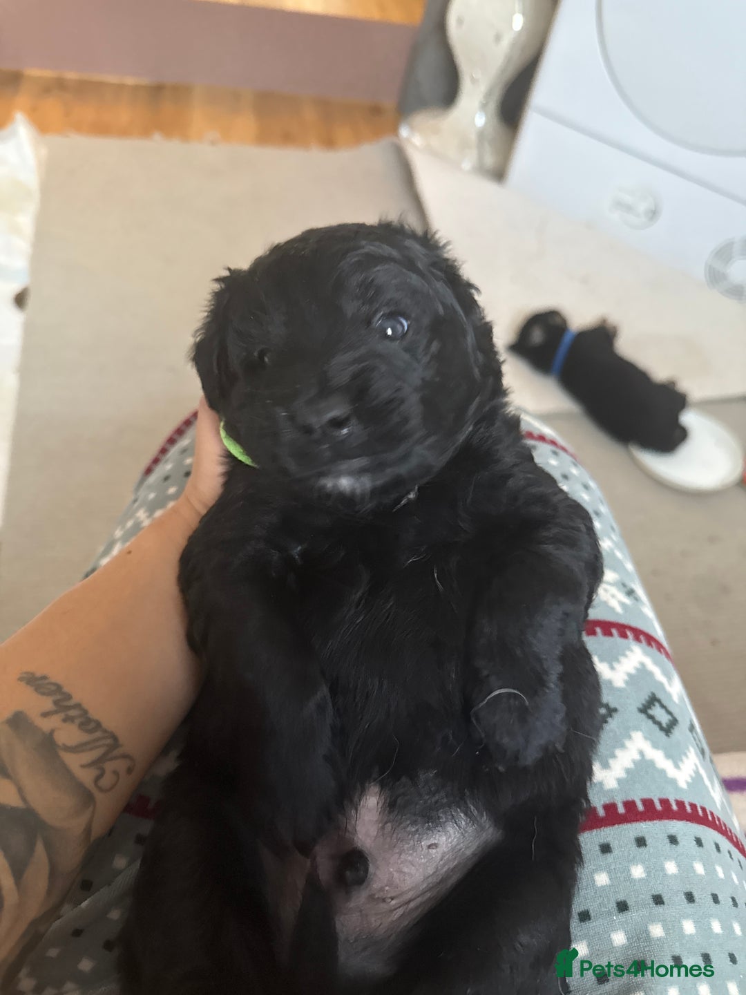 Goldador dogs for sale: Goldador x Labrottie Miniature Puppies for Sale - Advert 8