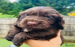 Cocker Spaniel dogs for sale: Gorgeous show type cocker spaniels - Image 29