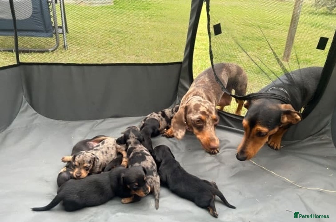 Miniature Dachshund dogs for sale: Clean and admirable doxie mini cuties dapples - Image 6