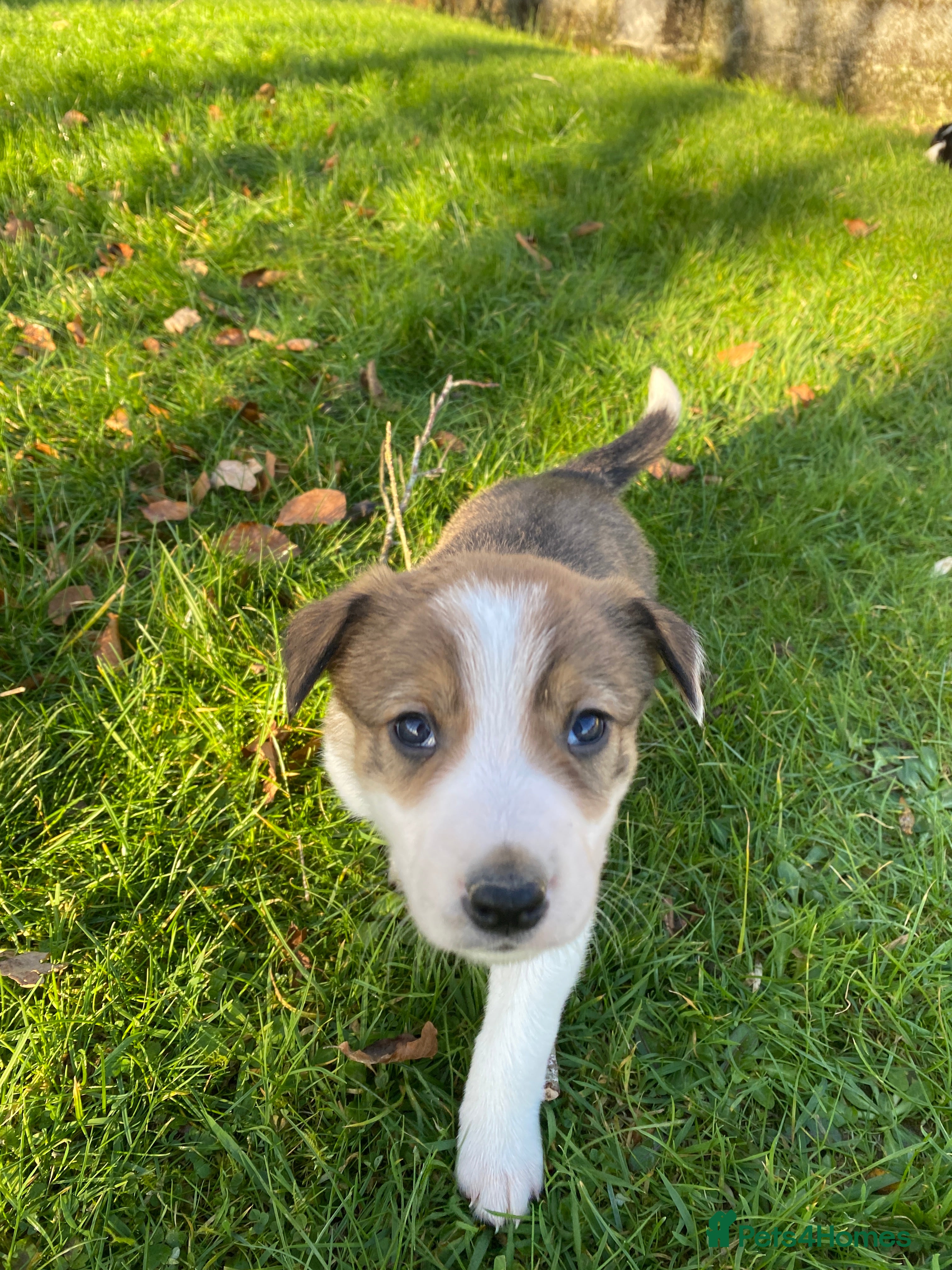 Mixed Breed dogs Beautiful Welsh Collie x Border Collie Puppies - Advert 1