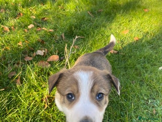 Mixed Breed dogs Beautiful Welsh Collie x Border Collie Puppies - Advert 1