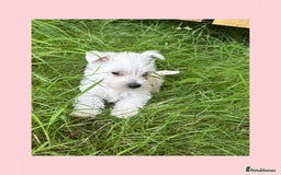 West Highland Terrier dogs for sale: KC Registered West Highland Terries Puppies  - Image 12