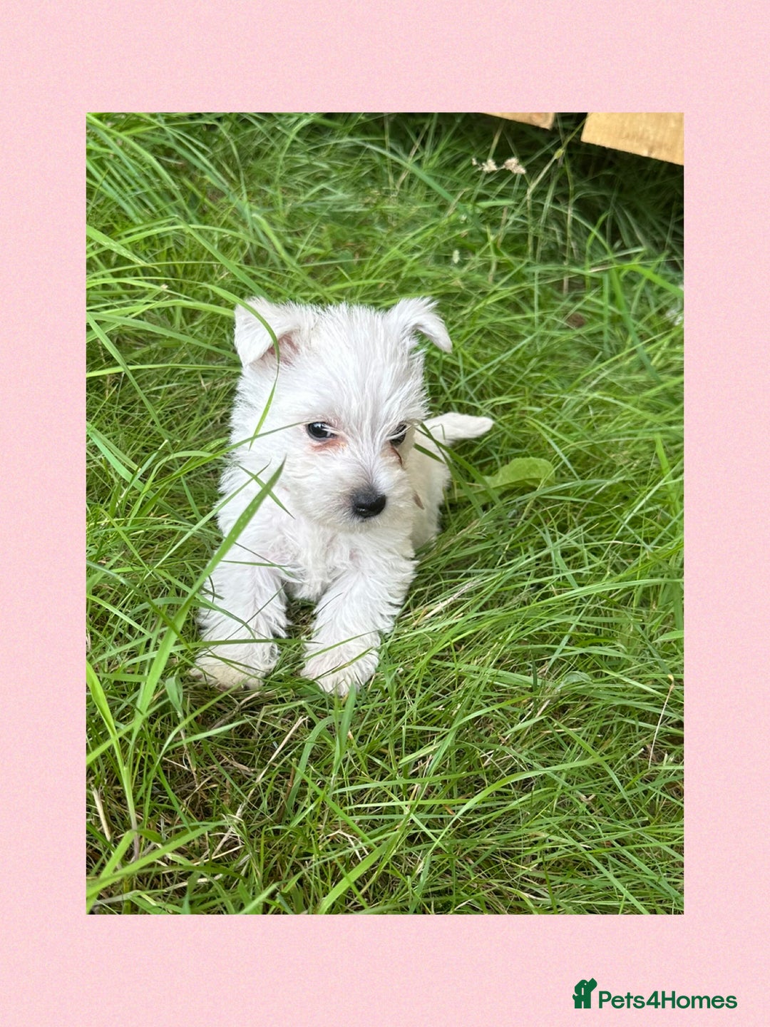 West Highland Terrier dogs for sale: KC Registered West Highland Terries Puppies  - Image 12