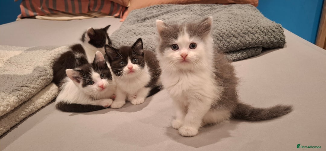 Ragdoll cats for sale: Ragdoll cross kittens  - Image 6