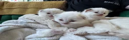 Ragdoll cats for sale: GCCF REG RAGDOLL KITTENS LILAC CHOC SEAL  - Advert 36