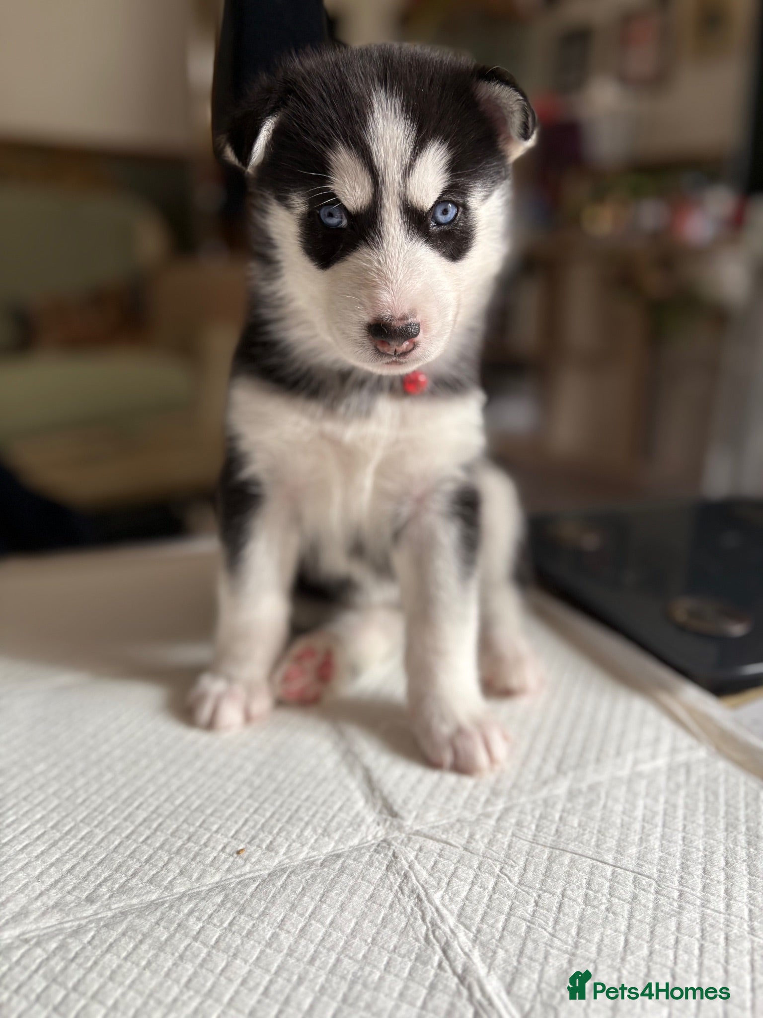 Siberian Husky dogs Adorable Siberian huskies  - Advert 6