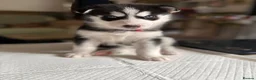 Siberian Husky dogs for sale: Adorable Siberian huskies (Artic Dreams) - Advert 2