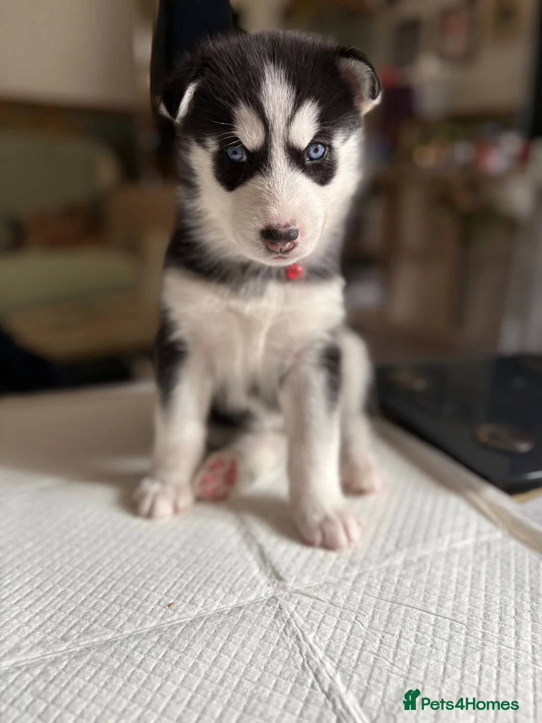 Siberian Husky dogs for sale: Adorable Siberian huskies (Artic Dreams) - Advert 2