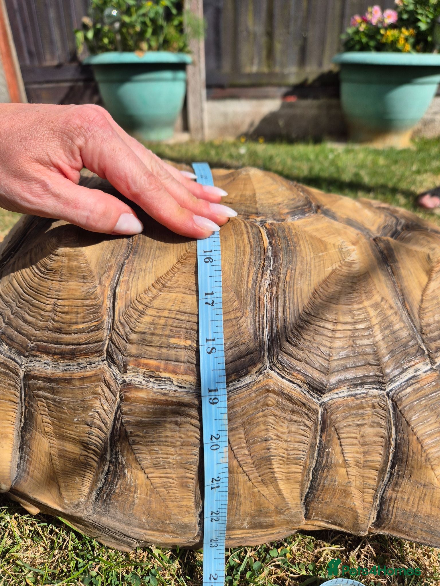 Tortoise reptiles 15 year old Sulcata Tortoise 23 inches - Advert 2