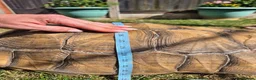 Tortoise reptiles for sale: 15 year old Sulcata Tortoise 23" - Advert 2